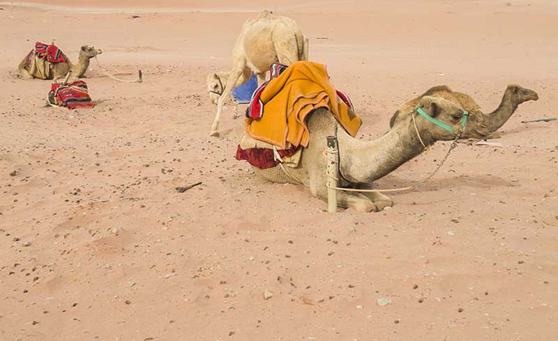 128 - Jordania - desierto de Wadi Rum - camellos